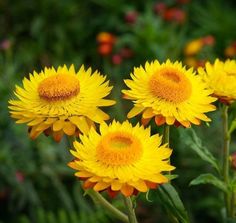 Strawflower Helichrysum Yellow
