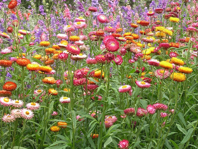Strawflower Helichrysum Yellow