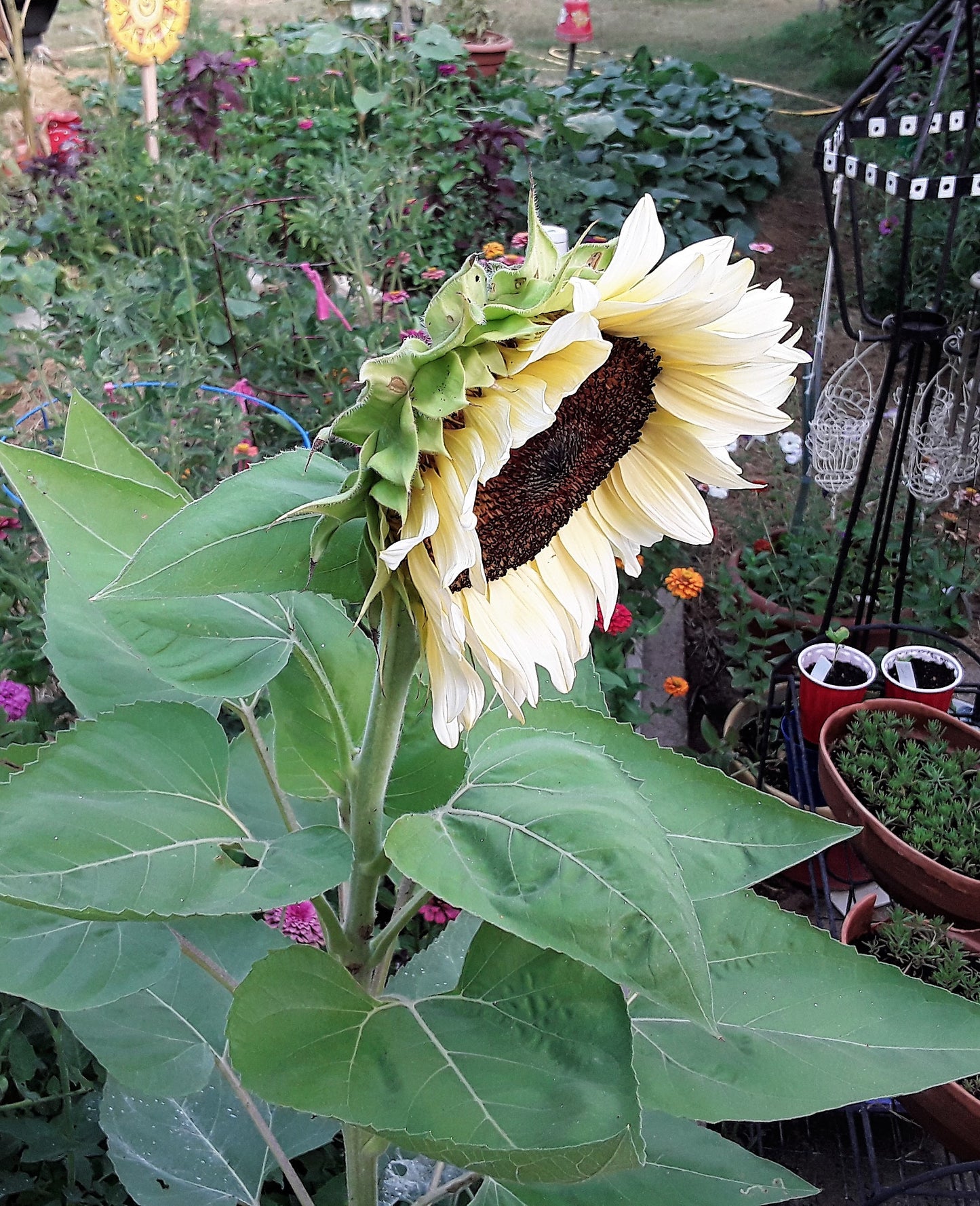Sunflower Pro-Cut White Nite Seeds