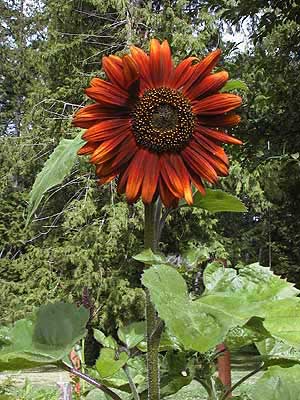 Sunflower Velvet Queen Seeds