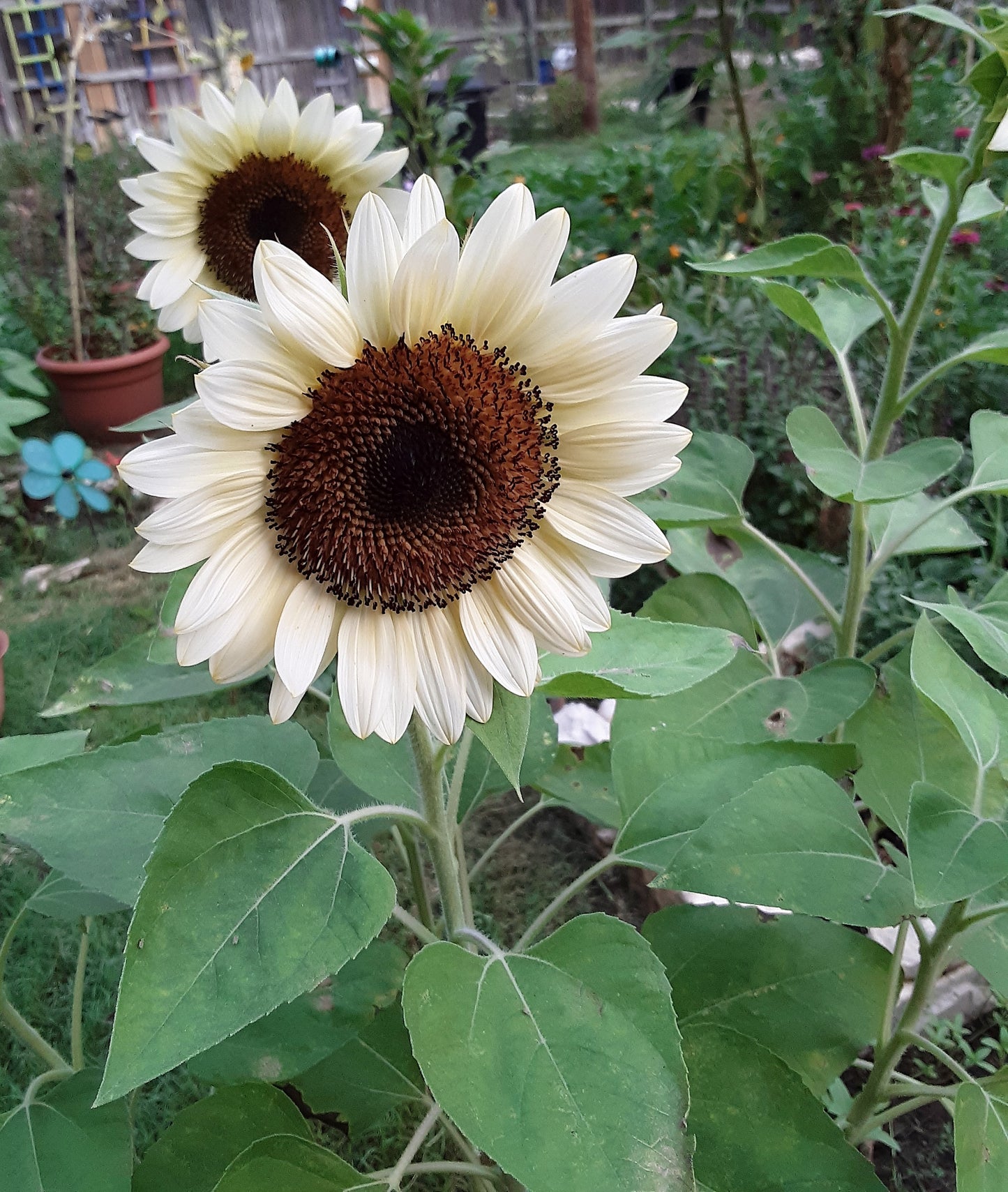 Sunflower Pro-Cut White Nite Seeds