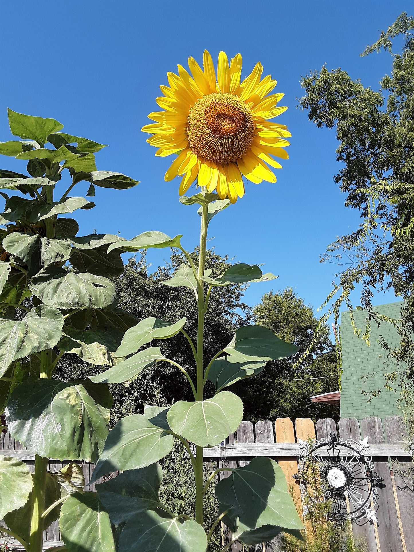 Sunflower Seeds, Mammoth Sunflower