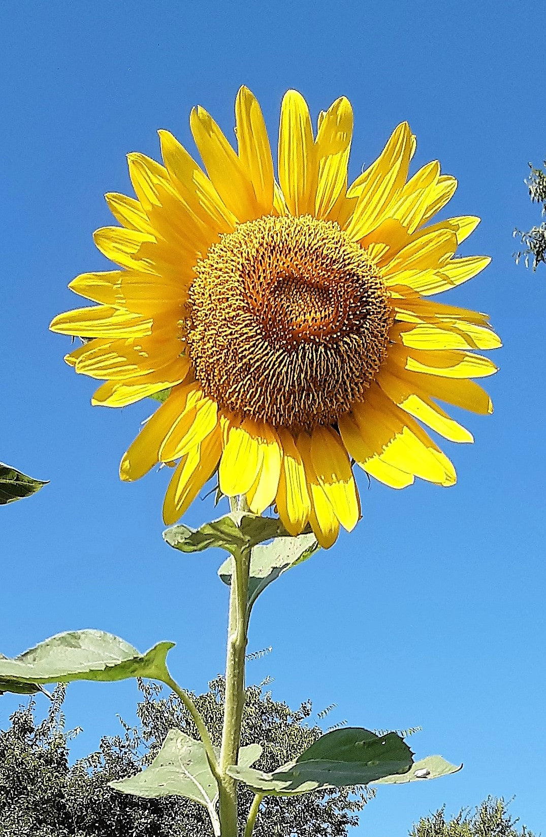 Sunflower Seeds, Mammoth Sunflower