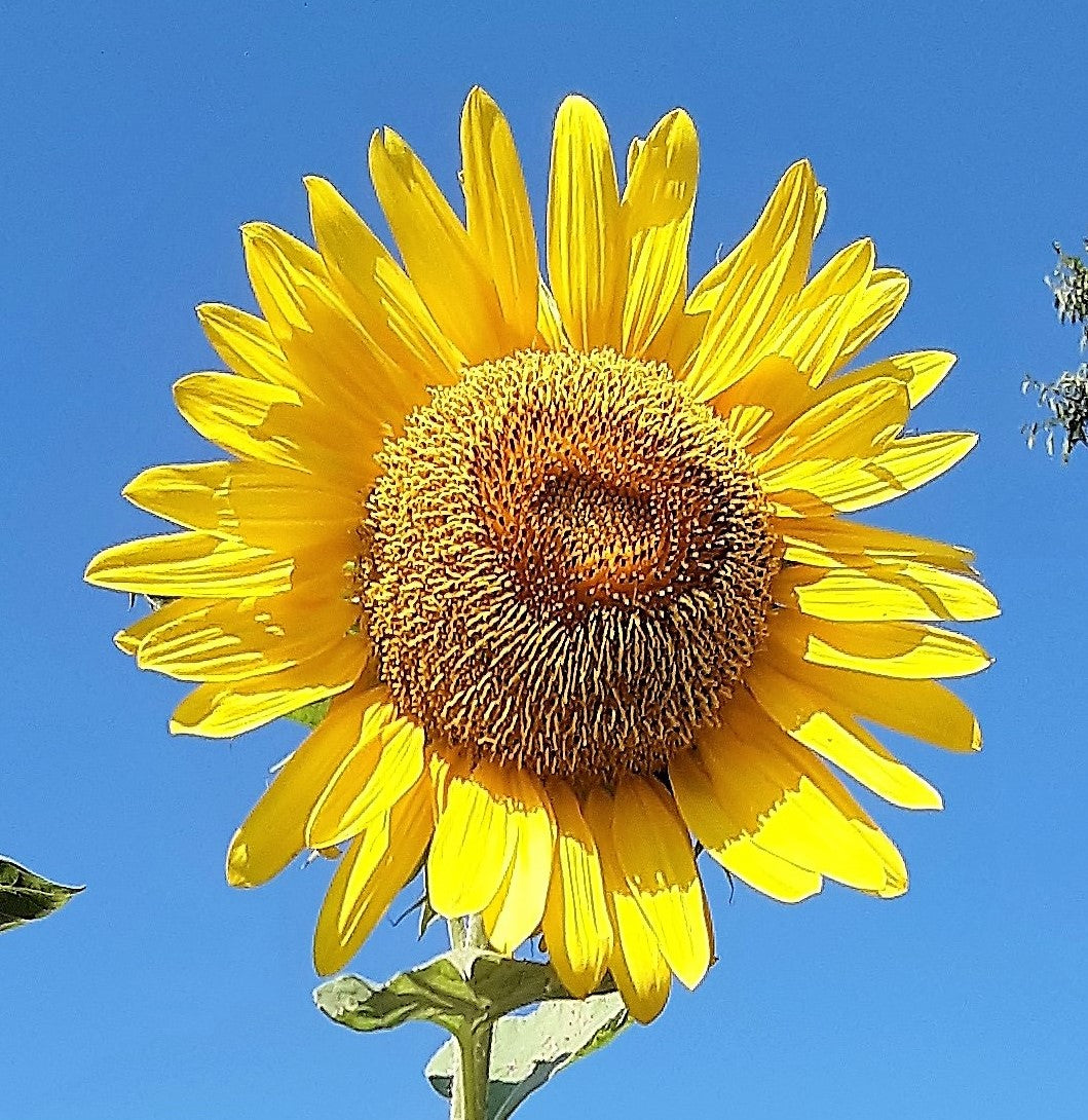 Sunflower Seeds, Mammoth Sunflower