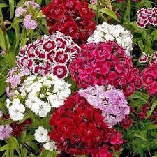 Sweet William Mixed Flower Seeds