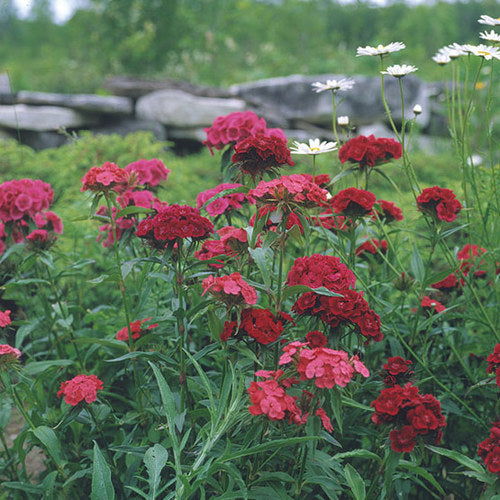 Sweet William Mixed Flower Seeds
