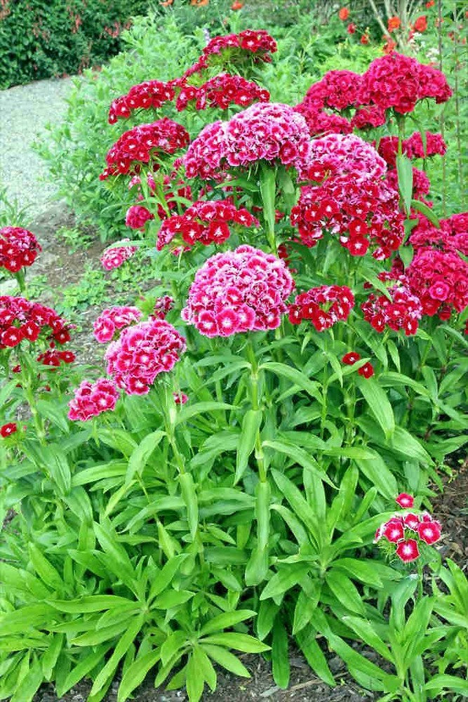 Sweet William Mixed Flower Seeds