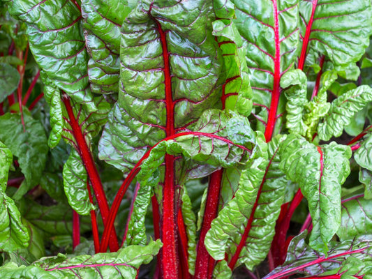 Chard, Red Swiss Chard Seeds