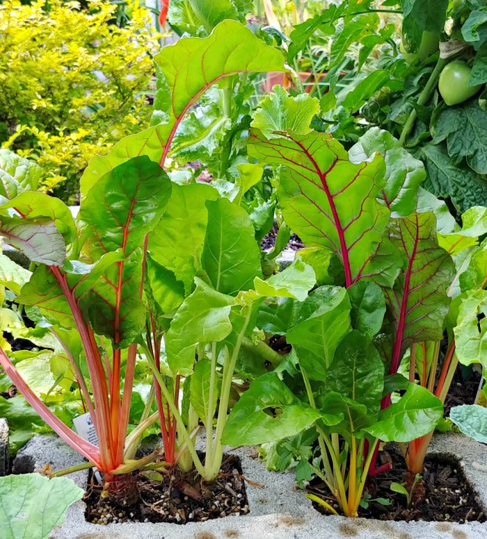Chard, Red Swiss Chard Seeds