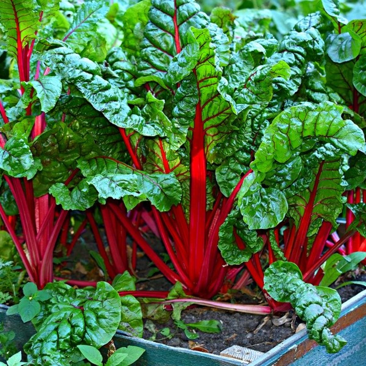 Chard, Red Swiss Chard Seeds