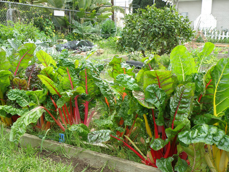 Chard, Red Swiss Chard Seeds