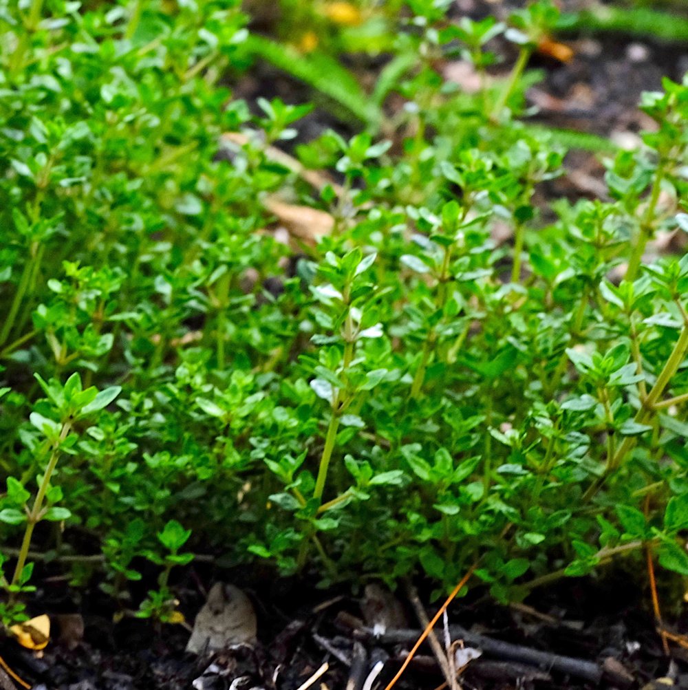Thyme Herb Seeds
