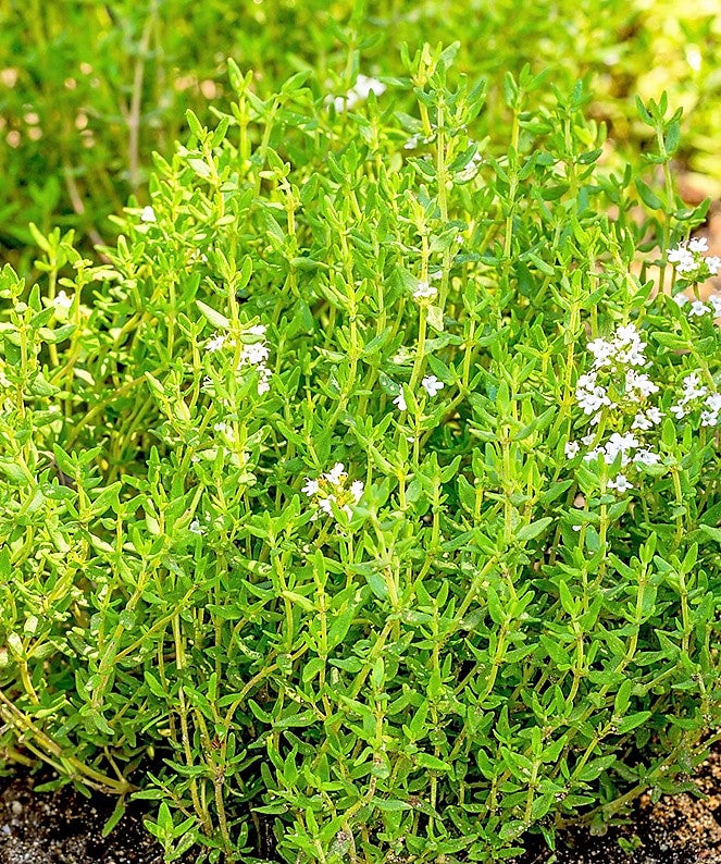 Thyme Herb Seeds