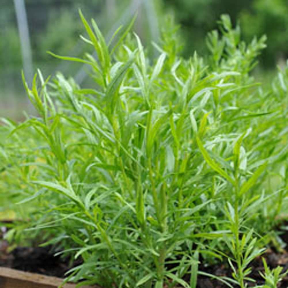 Tarragon, Russian Tarragon Herb Seeds