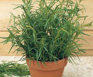Tarragon, Russian Tarragon Herb Seeds