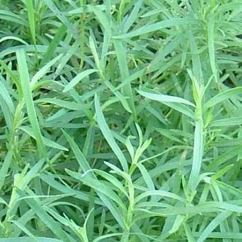 Tarragon, Russian Tarragon Herb Seeds