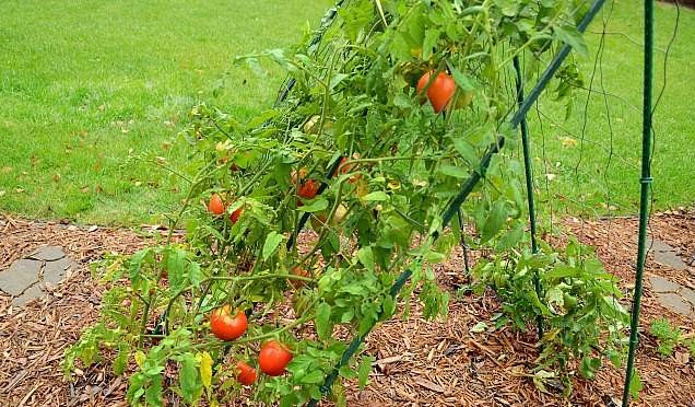Tomato Seeds, Box Car Willie Heirloom Tomato