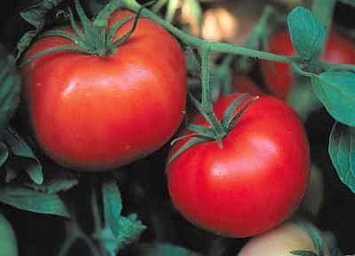 Vegetables – Ferry-Morse Home Gardening  Brandywine tomato, Heirloom  seeds, Heirloom tomato plants