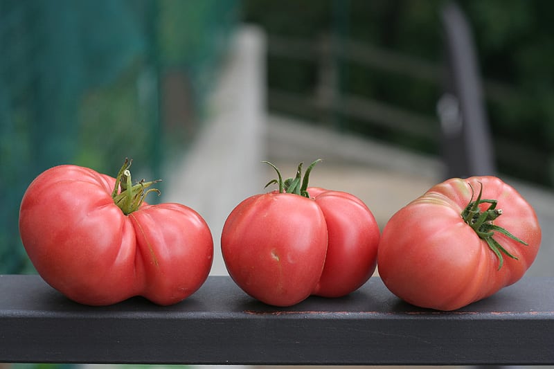 Tomato Seeds, Brandywine Tomato