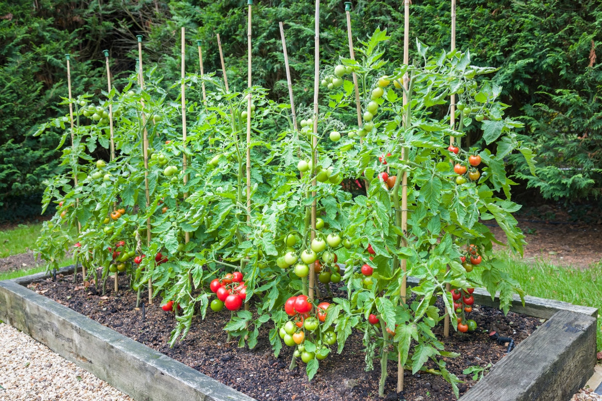 Tomato Seeds, Brandywine Tomato