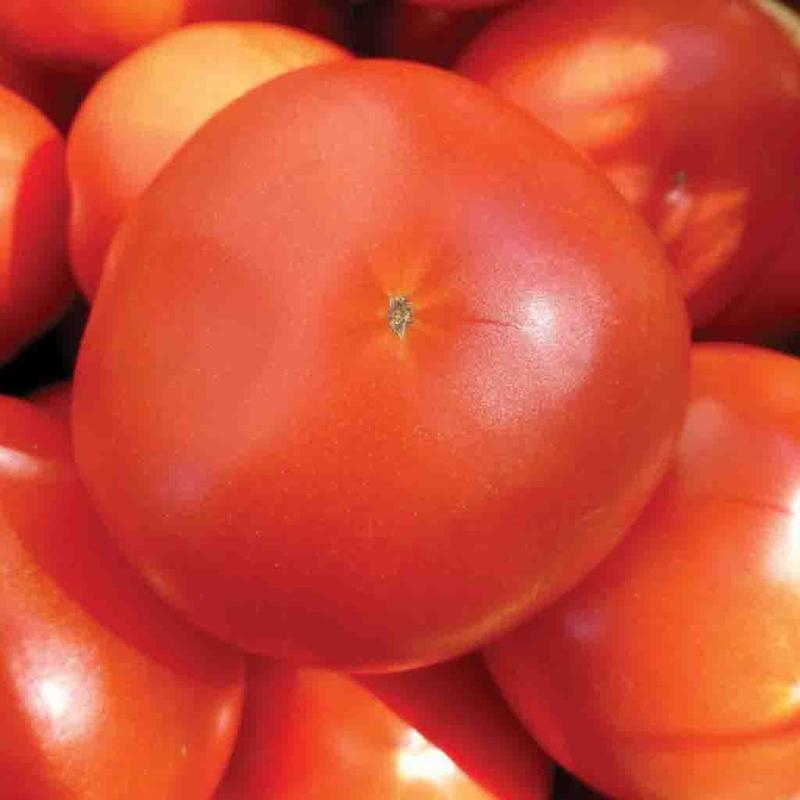 Tomato Seeds, Mortgage Lifter Heirloom Tomato