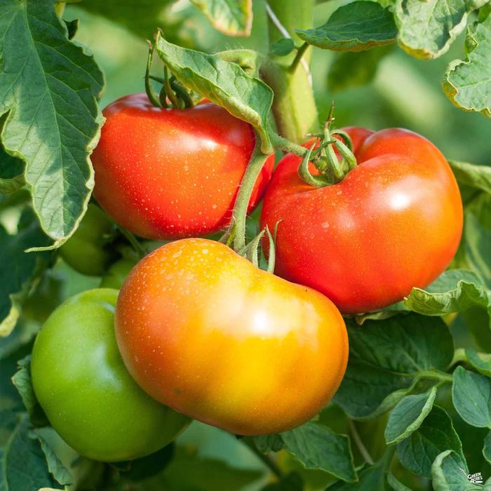 Tomato Seeds, Mortgage Lifter Heirloom Tomato