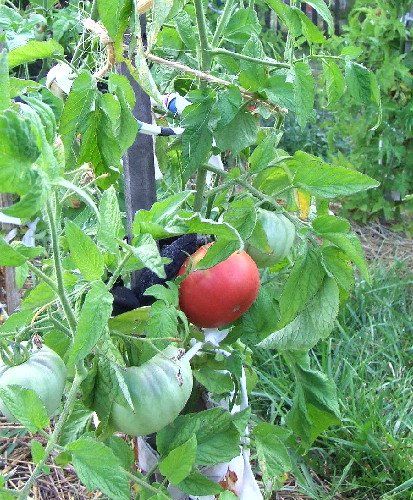 Tomato Seeds, Mortgage Lifter Heirloom Tomato