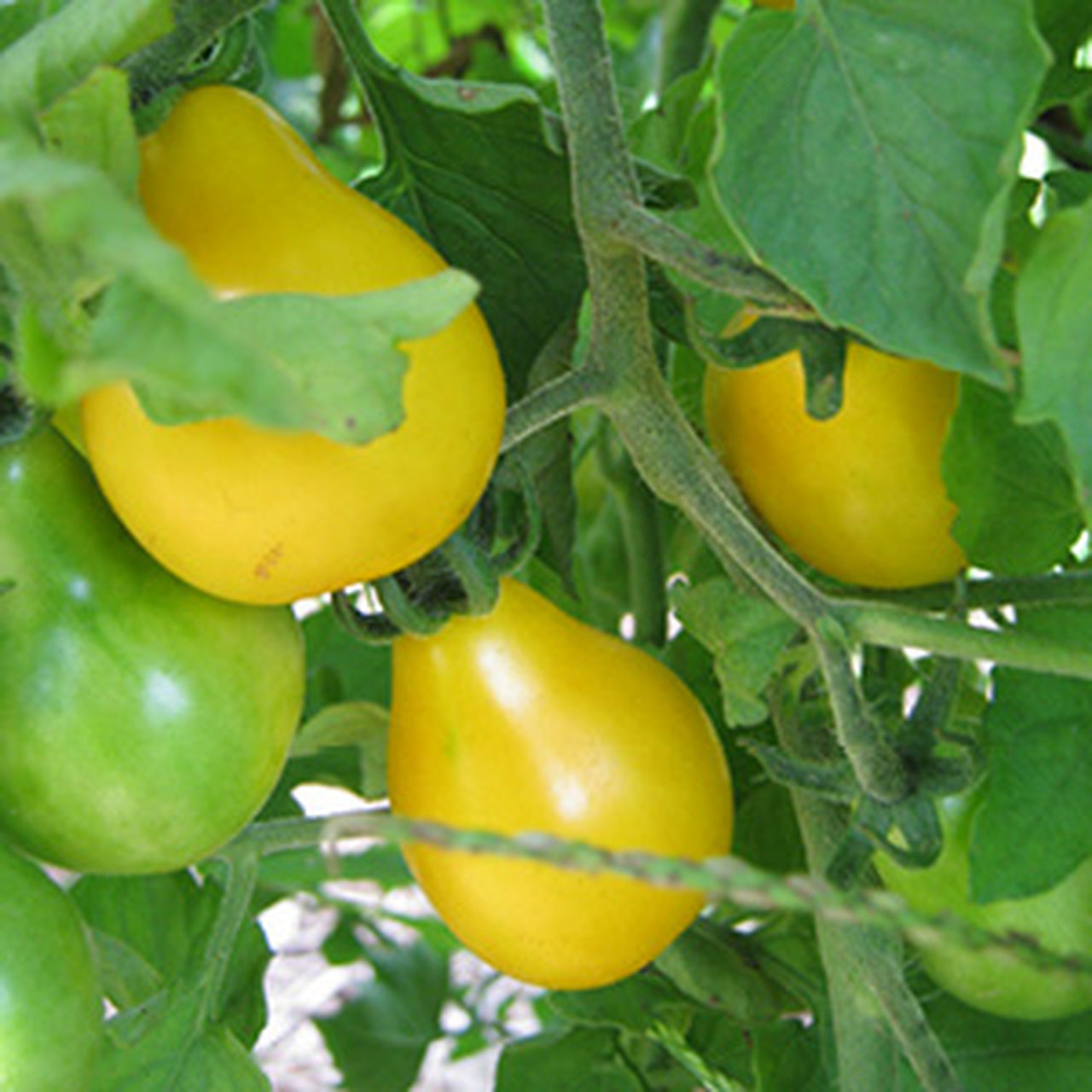 Tomato Seeds, Heirloom Yellow Pear Tomato
