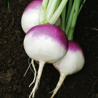 Turnip, Organic Heirloom Purple Top Turnip Seeds