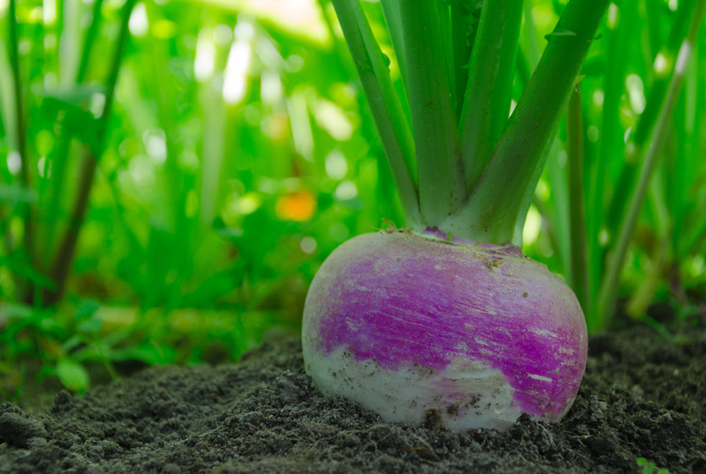 Turnip, Organic Heirloom Purple Top Turnip Seeds