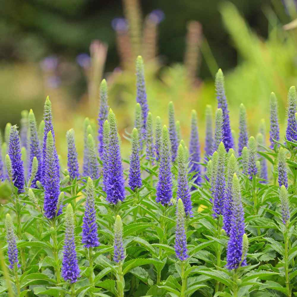 Veronica Spicata Seeds
