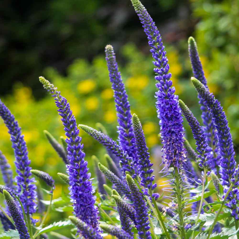Veronica Spicata Seeds