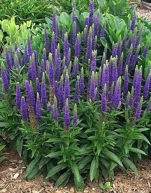 Veronica Spicata Seeds