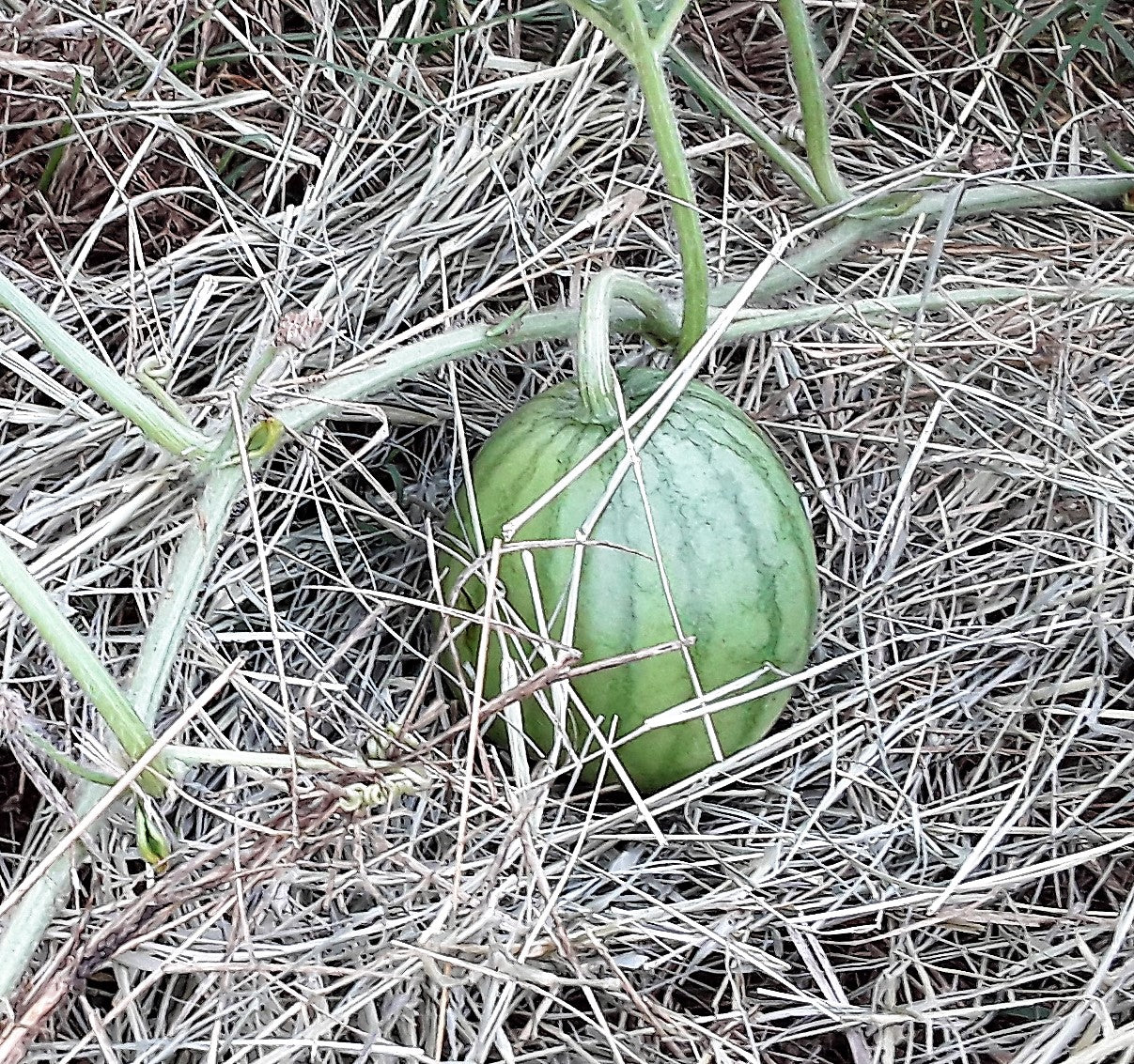 Watermelon, Sugar Baby Watermelon Seeds