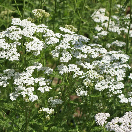Yarrow, White Common Yarrow Seeds