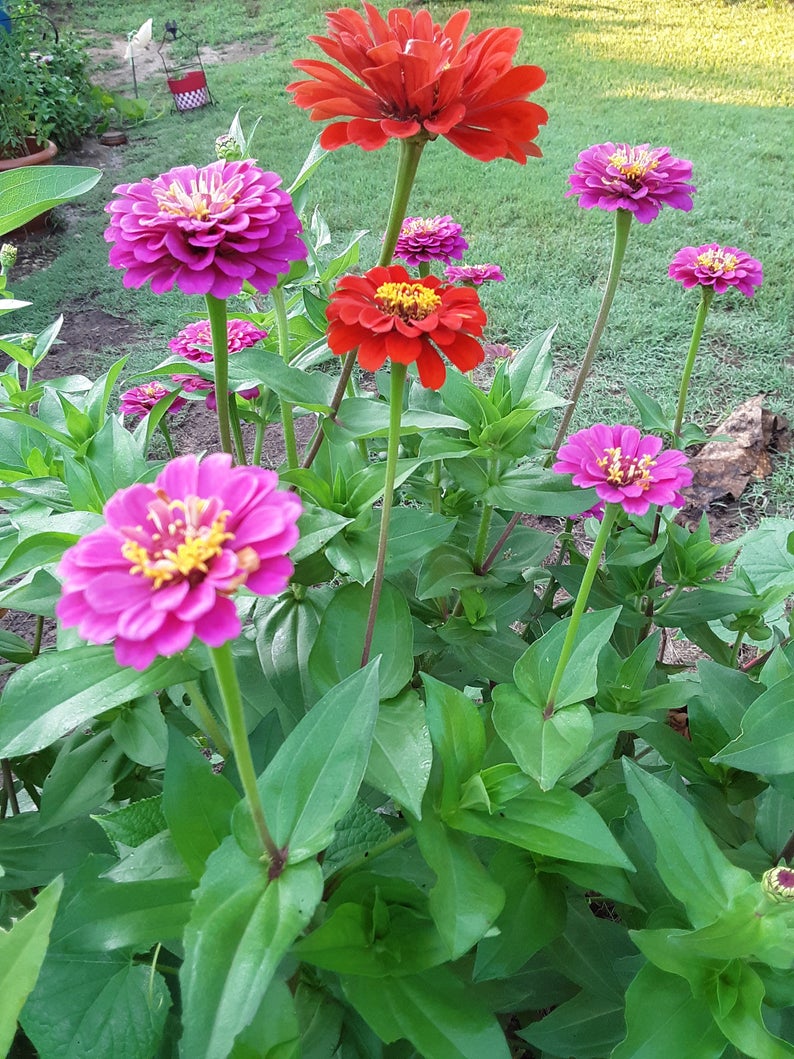 Zinnia Flower Mixed Color Bloom Seeds
