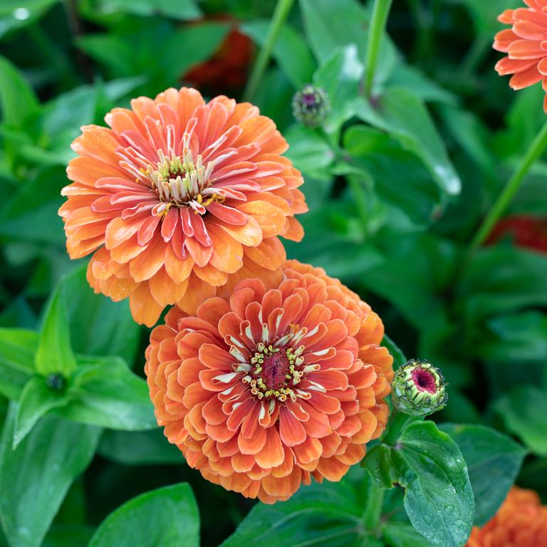 Zinnia Sun Orange Bloom Seeds