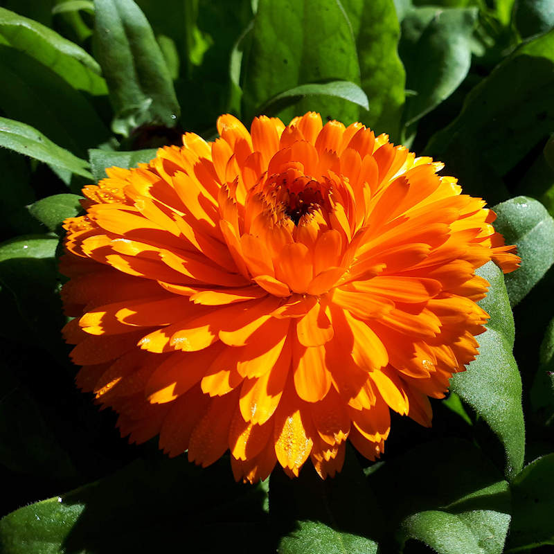 Zinnia Orange King Zinnia Seeds