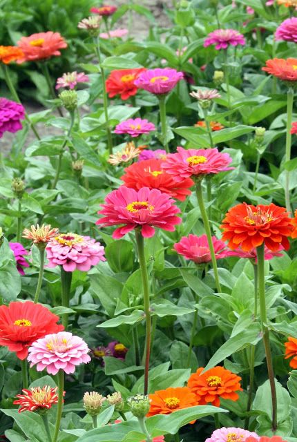 Zinnia Orange King Zinnia Seeds