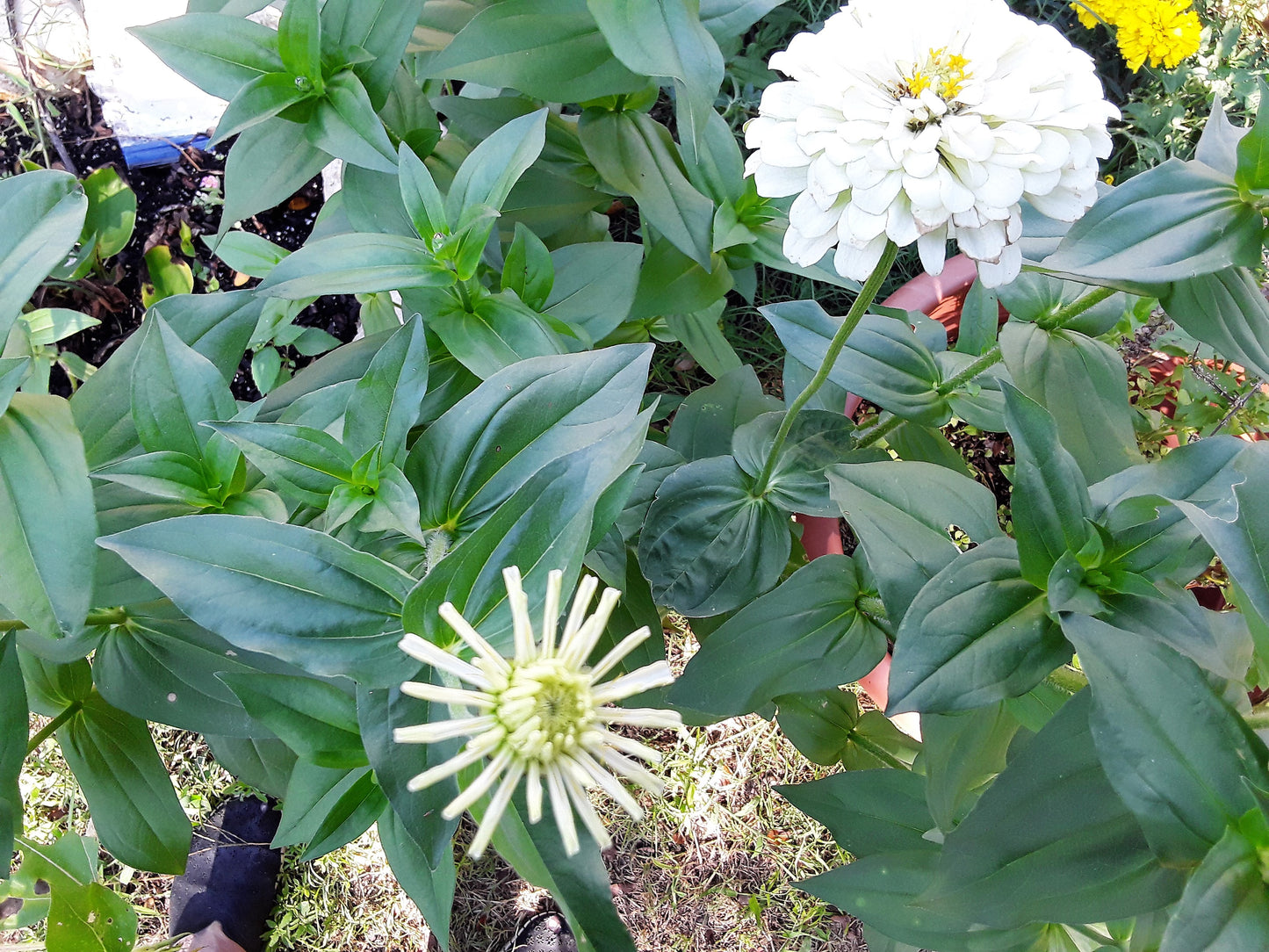 Zinnia Polar Bear Seeds