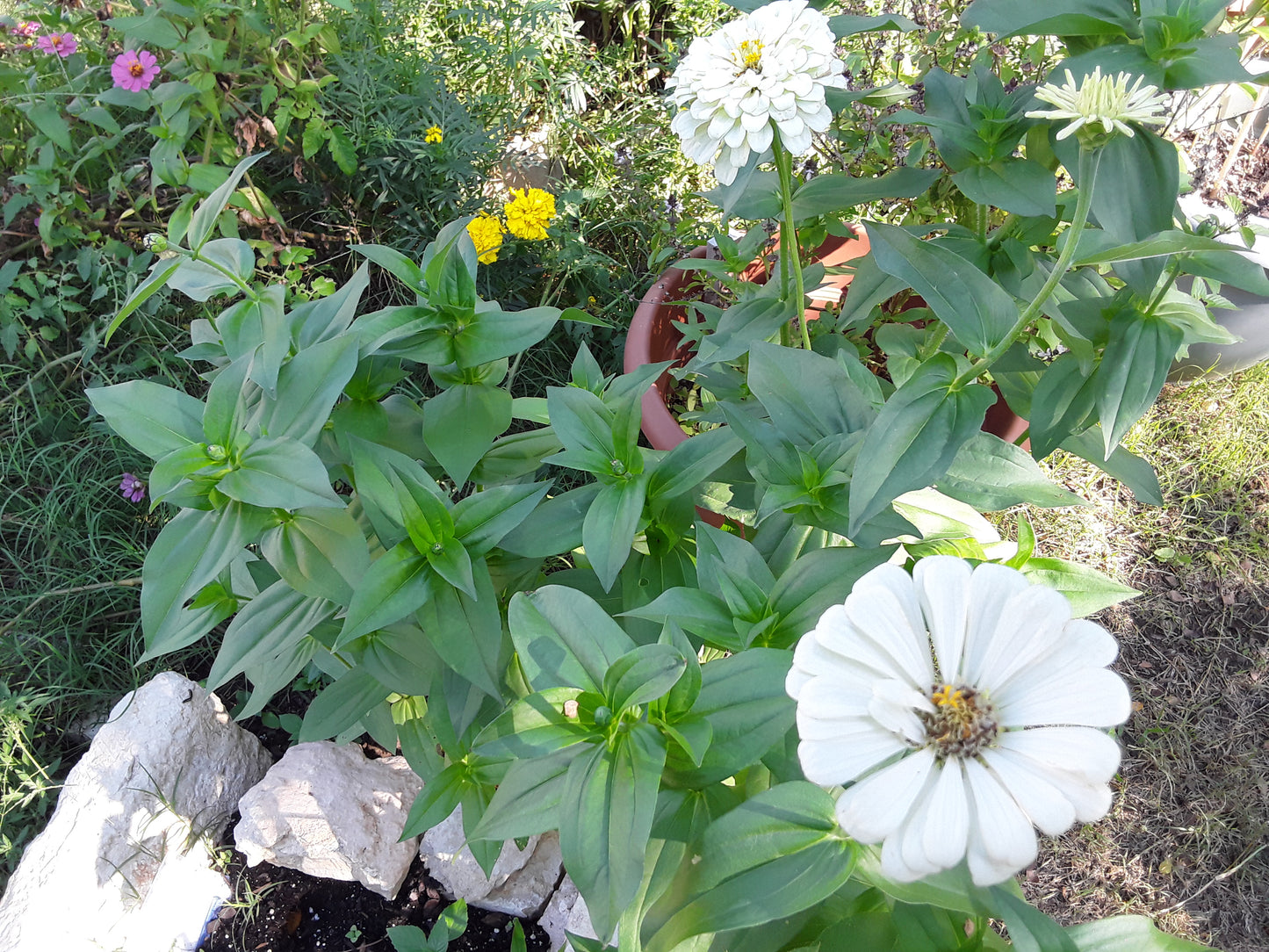 Zinnia Polar Bear Seeds