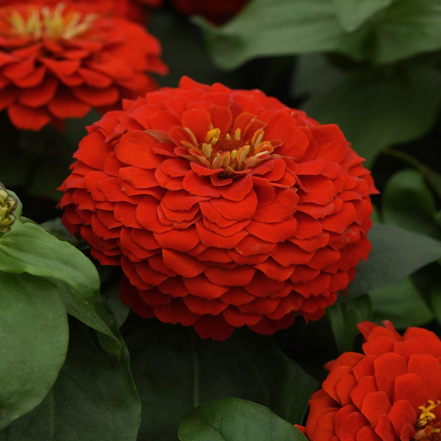 Zinnia Lilliput Bright Red Flower Seeds