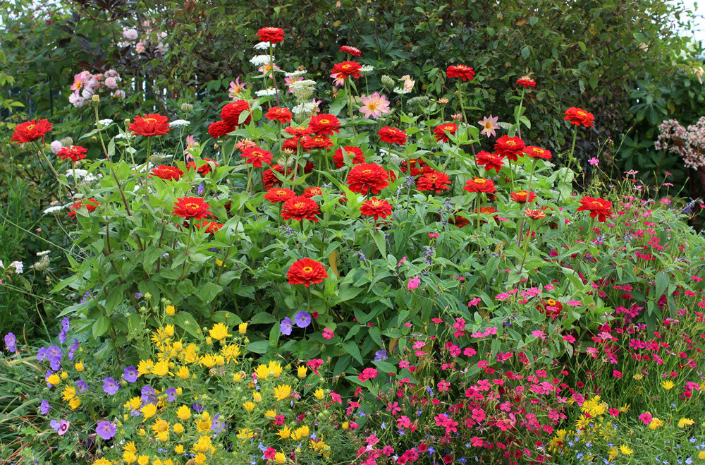 Zinnia Lilliput Bright Red Flower Seeds