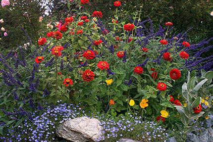 Zinnia Lilliput Bright Red Flower Seeds