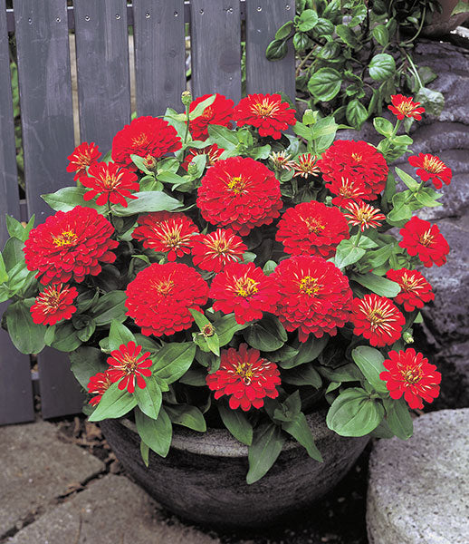 Zinnia Lilliput Bright Red Flower Seeds