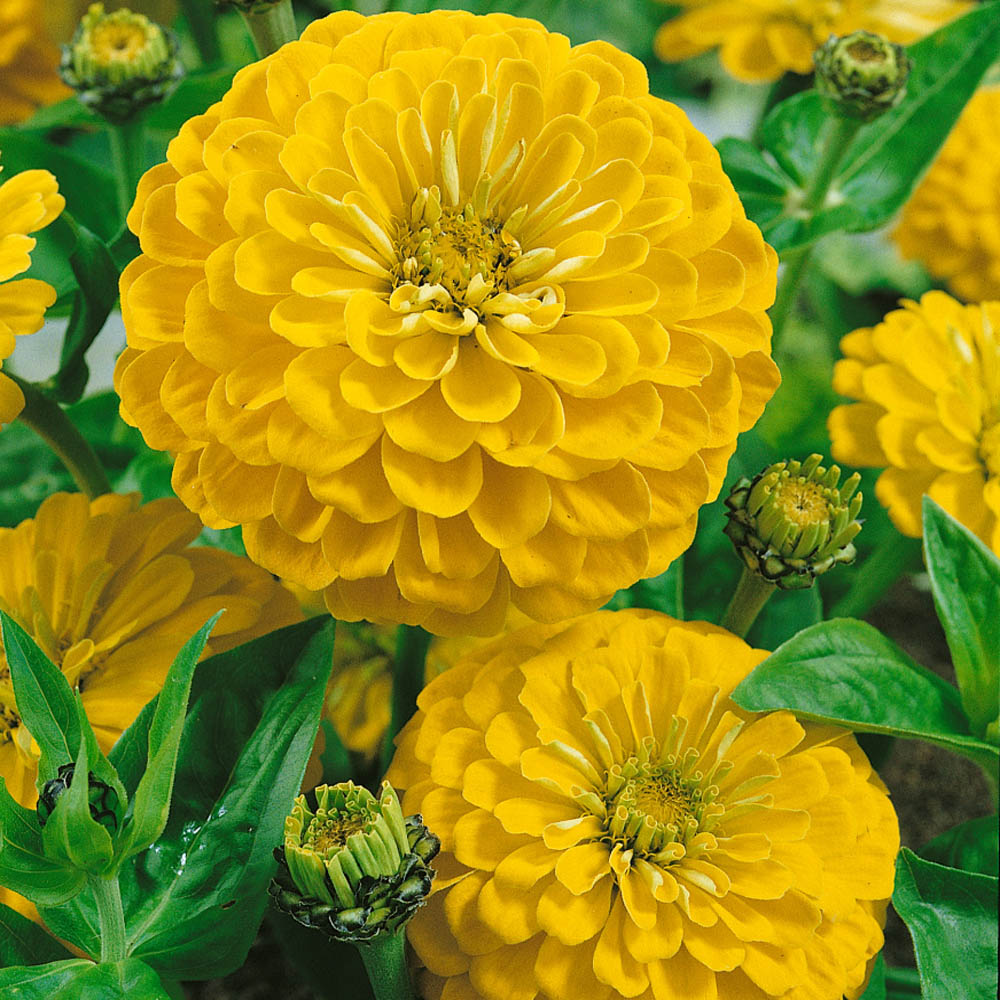 Zinnia Canary Bird Yellow Zinnia Seeds