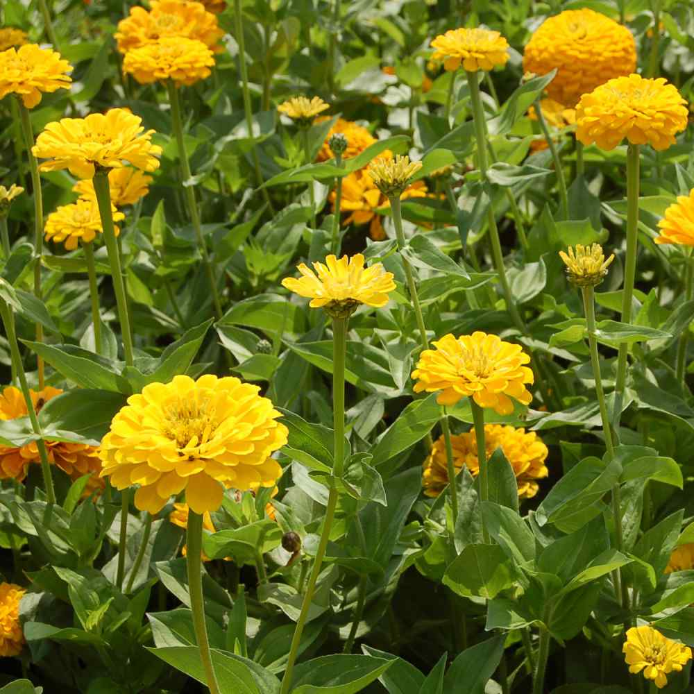 Zinnia Canary Bird Yellow Zinnia Seeds