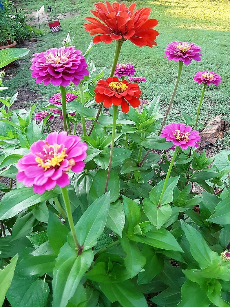 Zinnia Flower Mixed Color Bloom Seeds