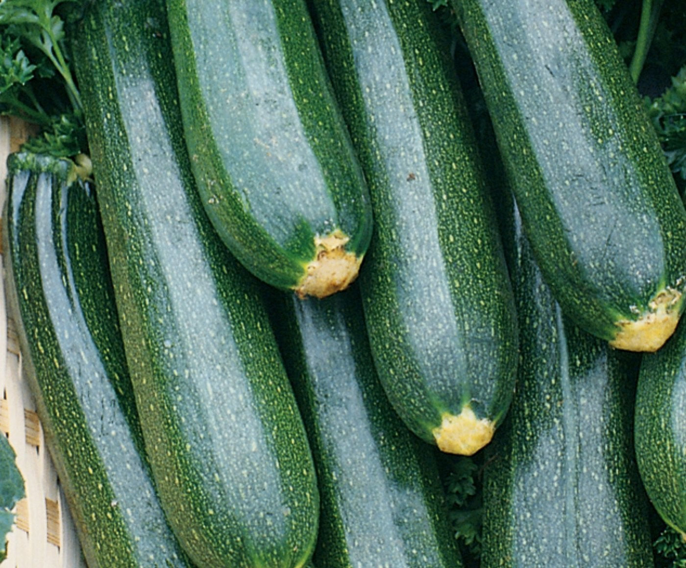 Zucchini, Organic Black Beauty Zucchini Seeds