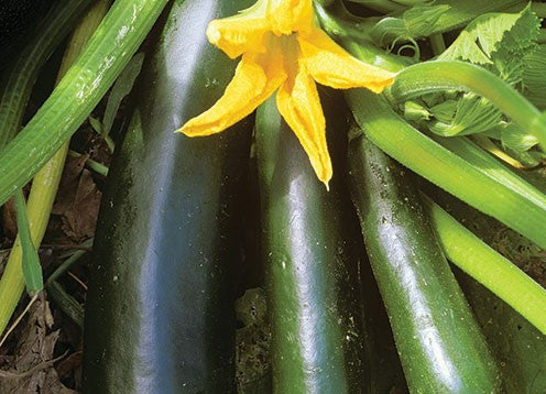 Zucchini, Organic Black Beauty Zucchini Seeds